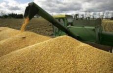 Экспорт зерна в Украине