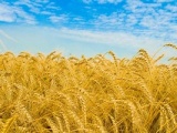 Реалии агропромышленного комплекса Украины