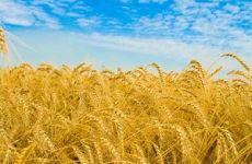 Реалии агропромышленного комплекса Украины