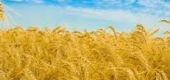 Урожай зерновых в Украине