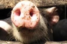 Африканская чума свиней добралась и до России