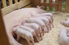 На Украине появится крупнейший производитель американской свинины