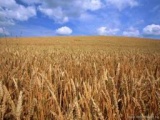 Сельскохозяйственные угодья в Украине
