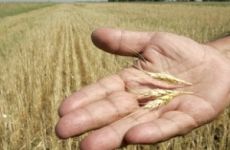 Повышение урожайности украинского зерна