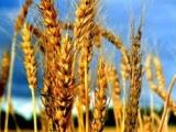 Украина в 2018/19 МГ может экспортировать до 6,3 млн. т пшеницы – МинАПиП