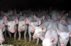 Разведение свиней в Ленобласти встаёт на широкую ногу