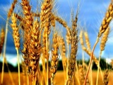 Развитие зерновых культур