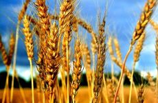 Развитие зерновых культур