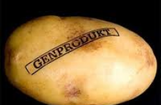 К 2017 году в Беларуси может появиться генномодифицированный картофель
