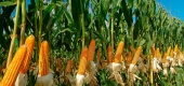 Кукуруза и ее культивирование