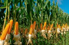 Кукуруза и ее культивирование