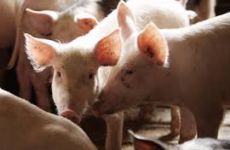 Скорее всего, запретят перевозку свиньи из Бразилии в Россию