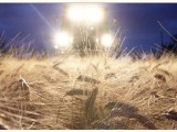 Аграрии Украины намерены собрать в этом году не менее 53 млн. тонн зерна