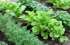 Выращивание полезной зелени на даче и дома на примере сорта Остряк