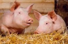Rabobank считает, что свинина может принести большой доход