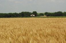 Выращивание пшеницы и ячменя