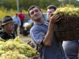 Молдаване в 2013 году соберут 600 тысяч тонн винограда