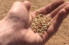 Украина с 4 июля 2013 г. запрещает ввоз российского зерна из-за угрозы заноса ящура