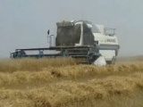 В Томской области сельскохозпредприятия приступили к уборке урожая зерновых на территории 3-х районов