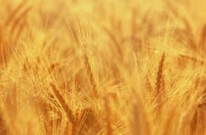 ФАО дает прогноз увеличения цен на агропродукцию.