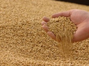 Из Украины и Молдовы изъяты тысячи тонн зерна
