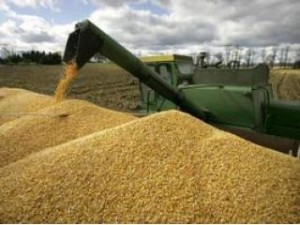 Экспорт зерна в Украине