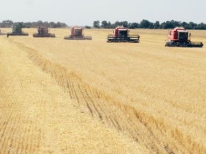 "Нибулон" рассчитывает в этом году повысить сбор зерновых минимальное количество на 30%