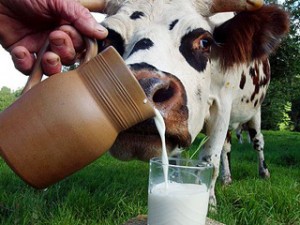 Коровы в Омске станут давать молоко по-белорусски