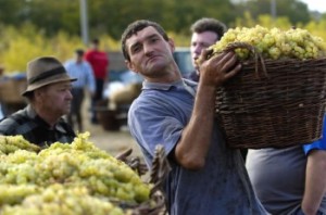 Молдаване в 2013 году соберут 600 тысяч тонн винограда