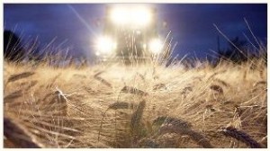Аграрии Украины намерены собрать в этом году не менее 53 млн. тонн зерна