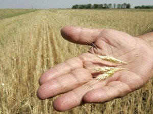 Повышение урожайности украинского зерна