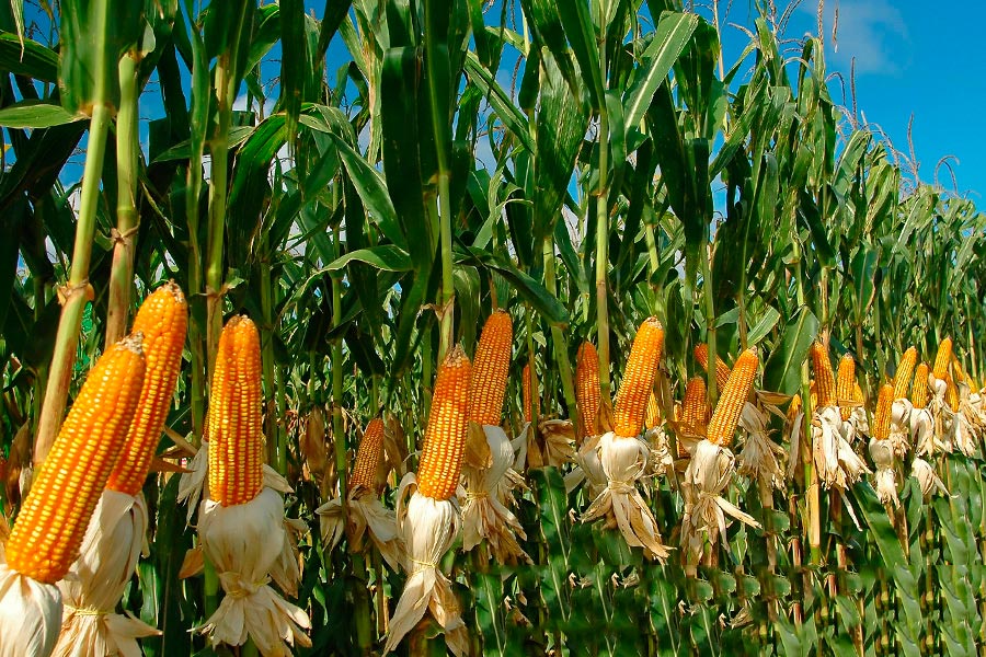 kukuruza-vyraschivanie